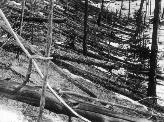 Tunguska 20 years after the blast, when the first exploratory expedition reached the area in 1928