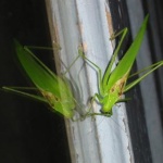 Big Green Grasshopper