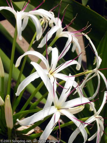 Hawaiian Flower