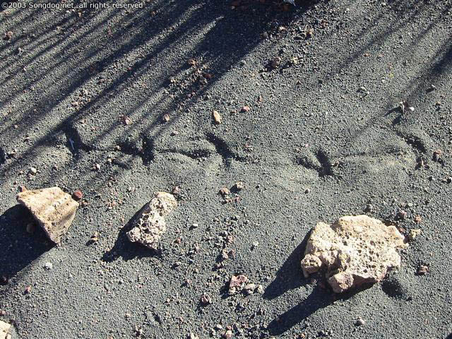 Mauna Kea Footprints