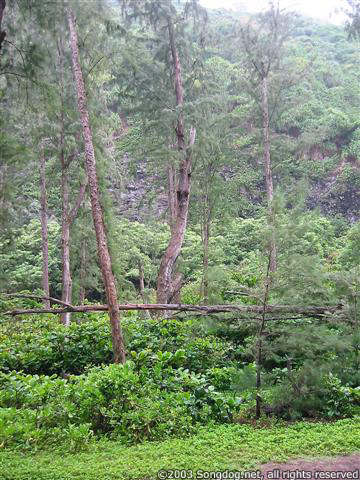 Waipi‘o Beach Trees