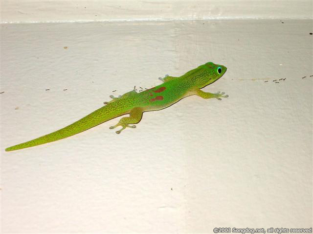 Guardian Gecko