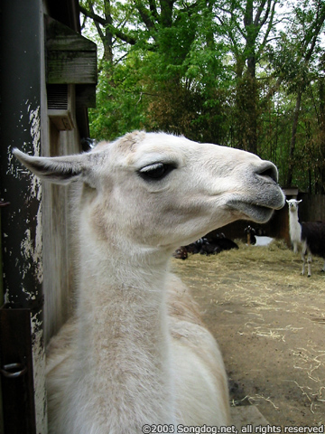 Llama