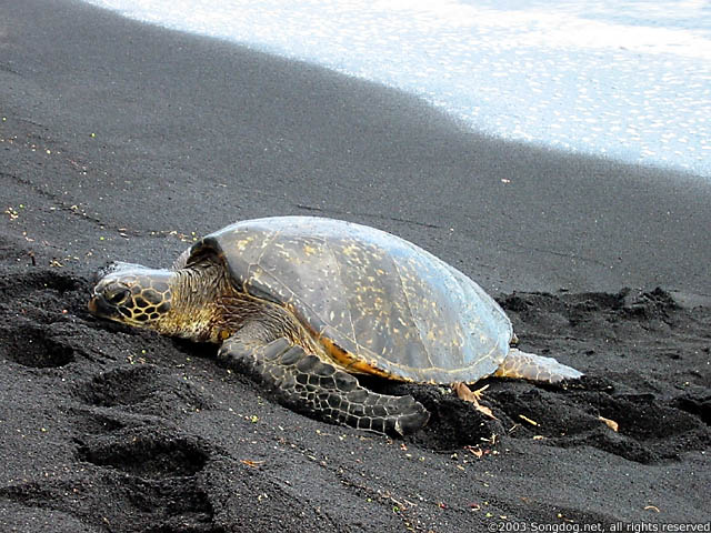 Black Sand Tortoise