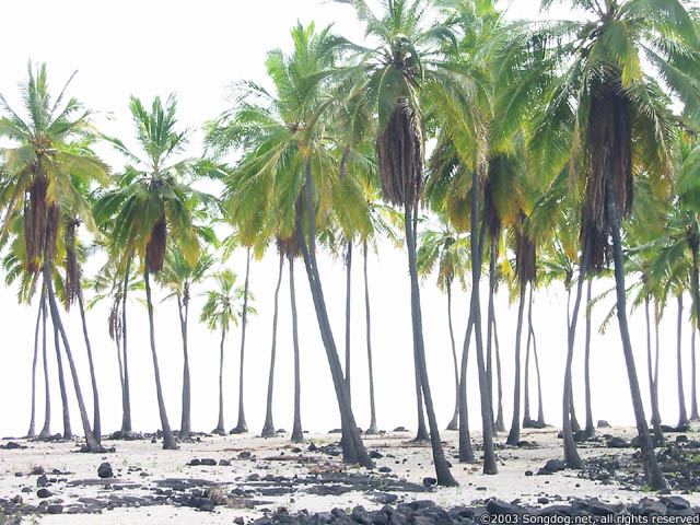 Honaunau Palm Trees