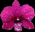 A flower icon from one of Songdog's Hawaii photographs