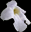 A flower icon from one of Songdog's Hawaii photographs